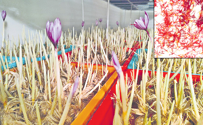 safron.jpg