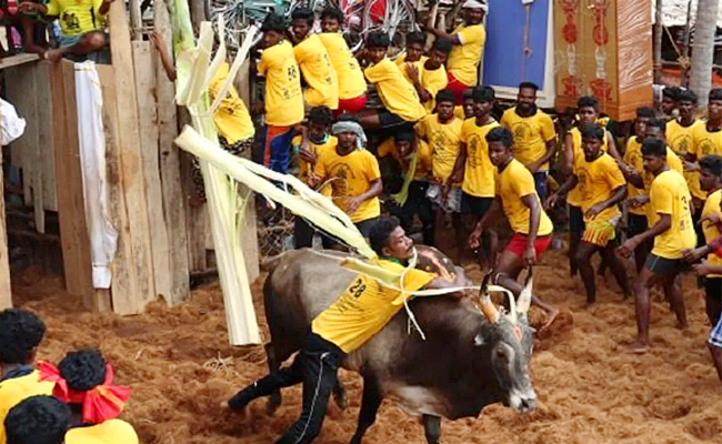 jallikattu.jpg