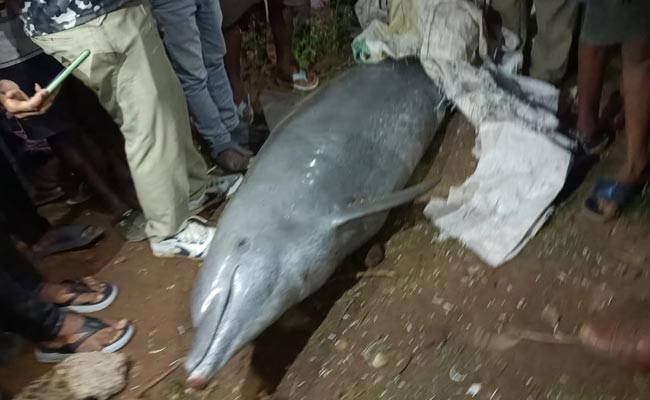 Dolphin-Fish-In-The-Bikkavo.jpg
