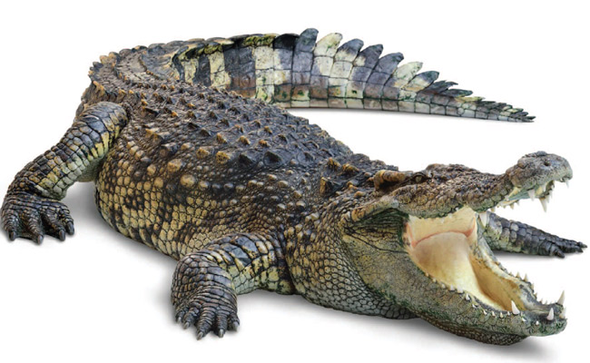 Crocodile.jpg