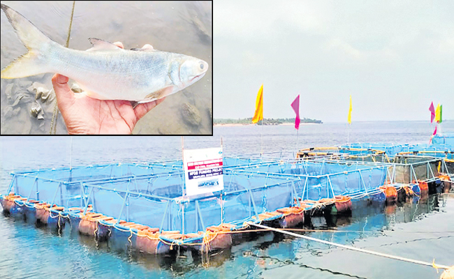 fish.jpg