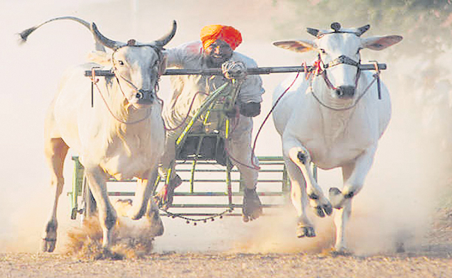 BULL-00.jpg
