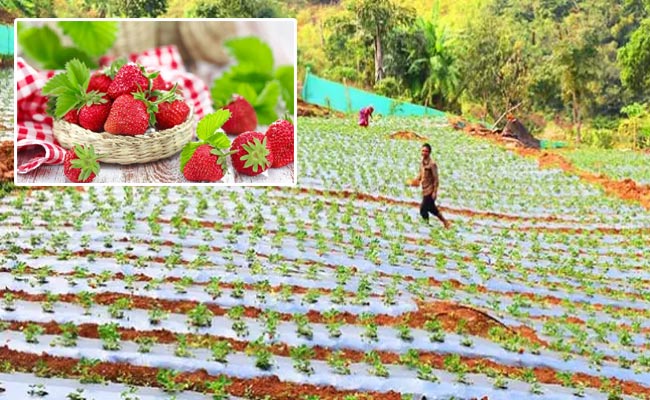 Straberry.jpg