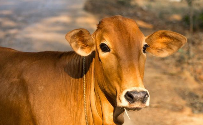 cow-hug-day.jpg