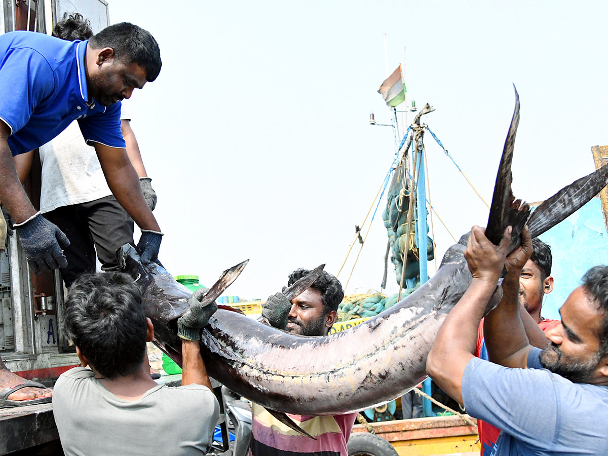 Kommu_20Konam_20Fish_20And_20Sora_20Caught_20By_20Fishermen_20In_20Visakhapatnam-10.jpg 10