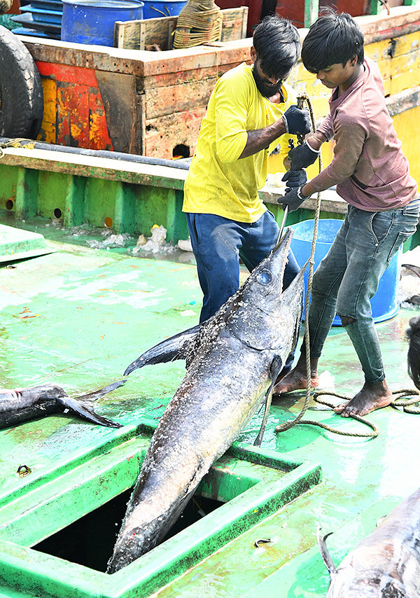 Kommu_20Konam_20Fish_20And_20Sora_20Caught_20By_20Fishermen_20In_20Visakhapatnam-11.jpg 11