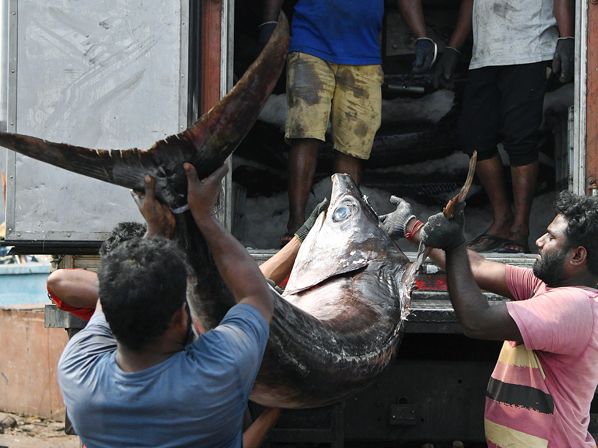 Kommu_20Konam_20Fish_20And_20Sora_20Caught_20By_20Fishermen_20In_20Visakhapatnam-5.jpg 5