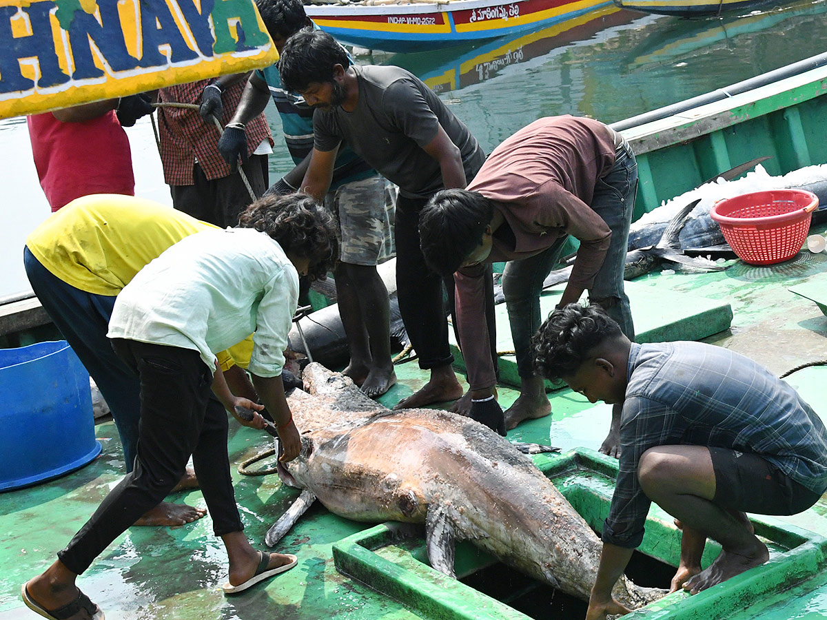 Kommu_20Konam_20Fish_20And_20Sora_20Caught_20By_20Fishermen_20In_20Visakhapatnam-8.jpg 8