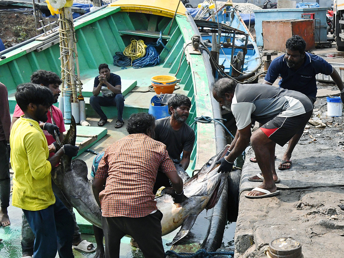 Kommu_20Konam_20Fish_20And_20Sora_20Caught_20By_20Fishermen_20In_20Visakhapatnam-9.jpg 9