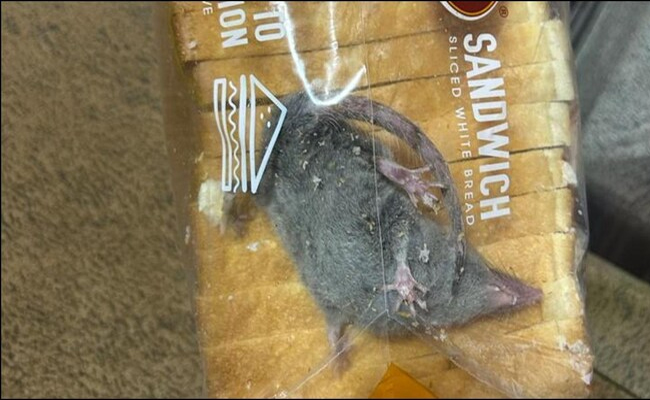 rat.jpg