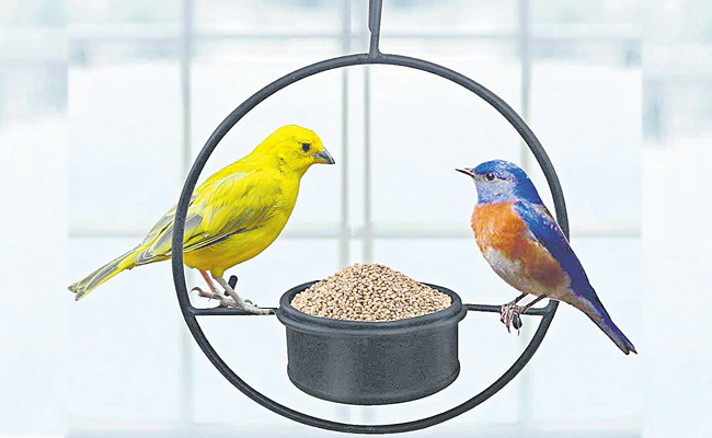 birds.jpg