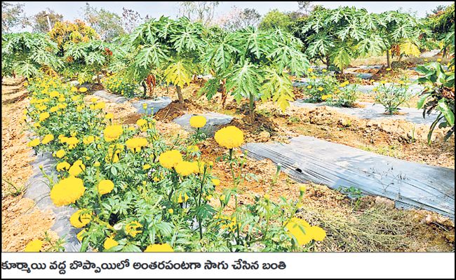 flowers1.jpg
