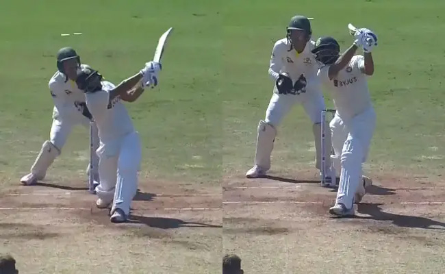 shami.jpg