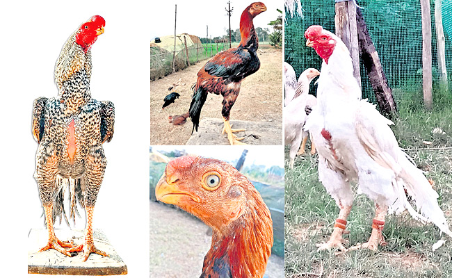 Andhra-Pradesh.jpg