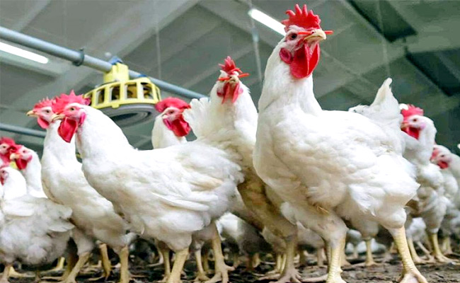 chicken-prices.jpg