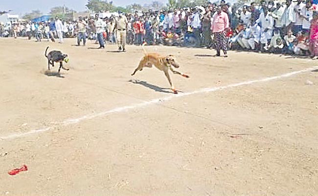 Dogs-Running-Competition-In.jpg