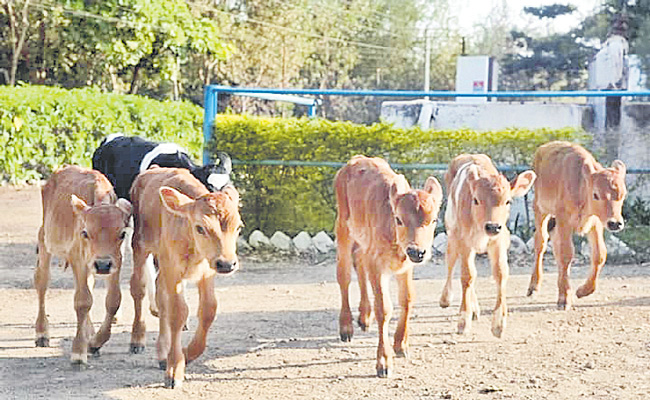 LADY-COW01.jpg