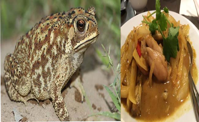 frog5.jpg