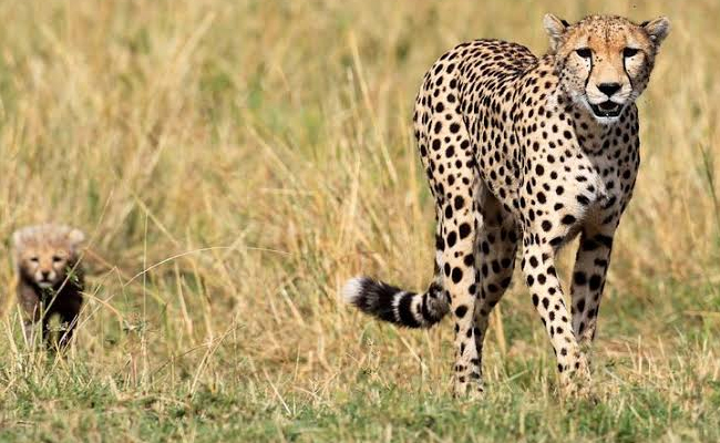 cheetahs.jpg
