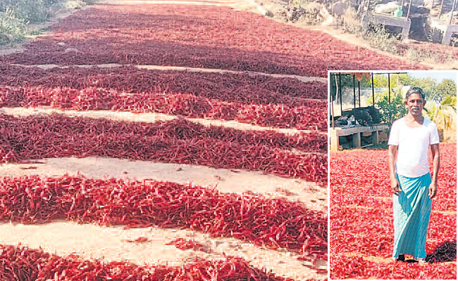 Chilli-Crop.jpg