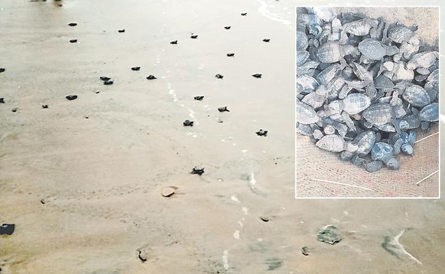Olive-Ridley-Turtles.jpg