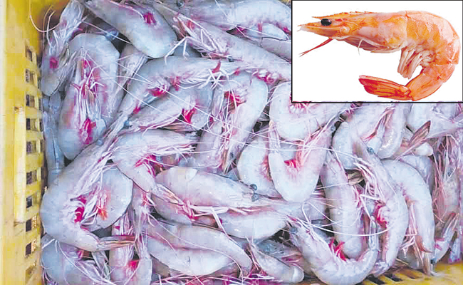 PRAWN-FARMERS.jpg