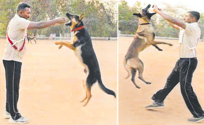 Police-Dog.jpg