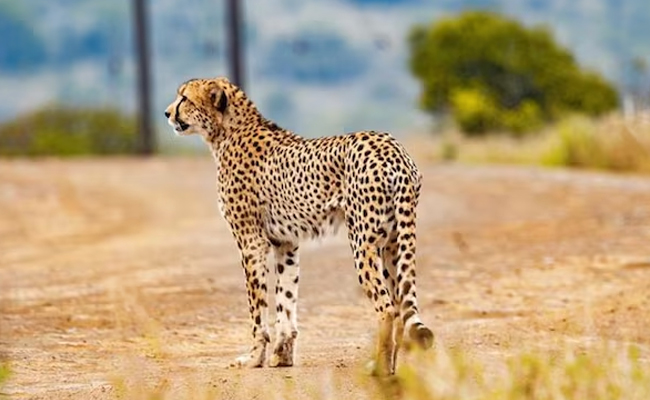 cheetahs.jpg