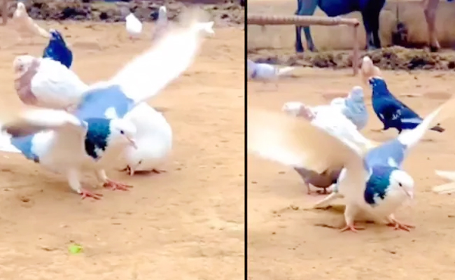 pigeon-doing-backflips.jpg