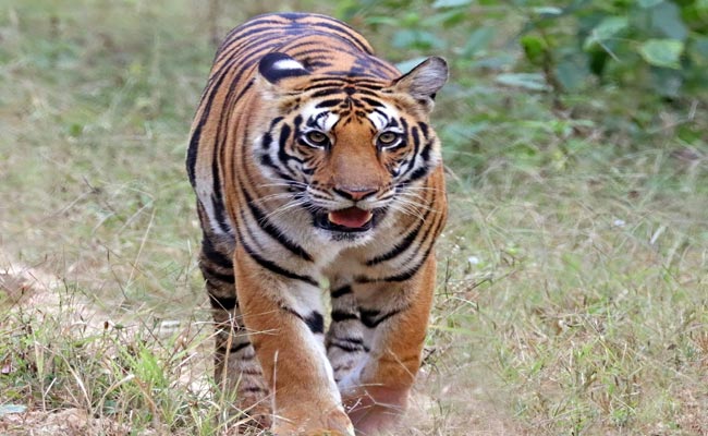 Tiger.jpg