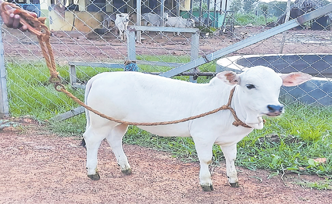 cow.jpg