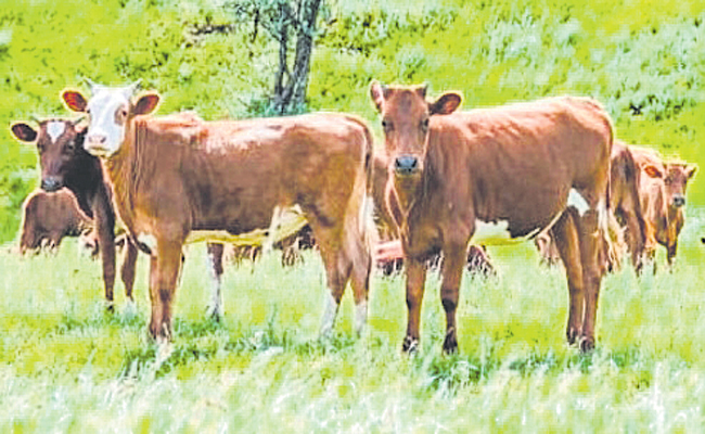 cows.jpg