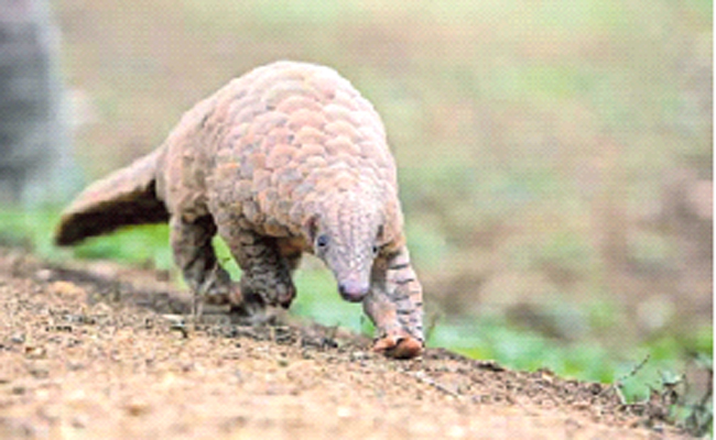 pangolin.jpg