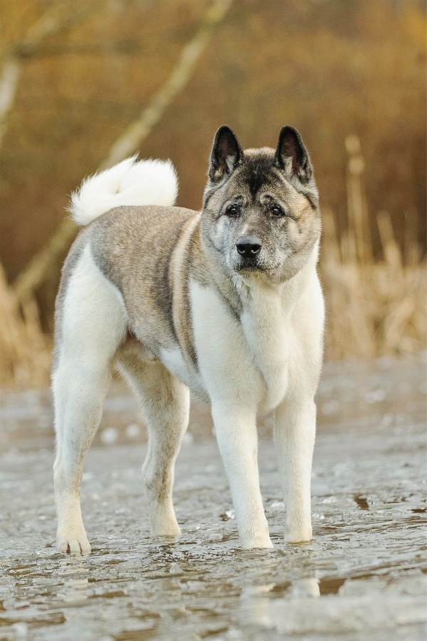 Akita.jpg 2