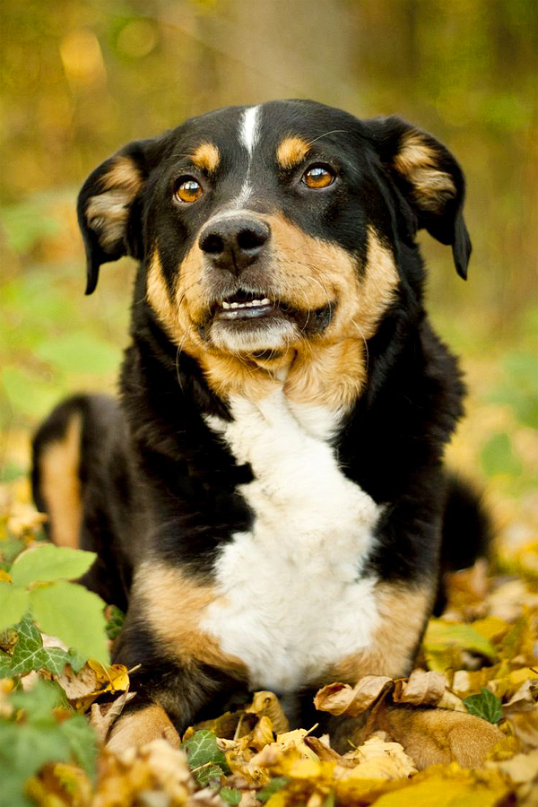 Appenzeller-Sennenhund.jpg 3