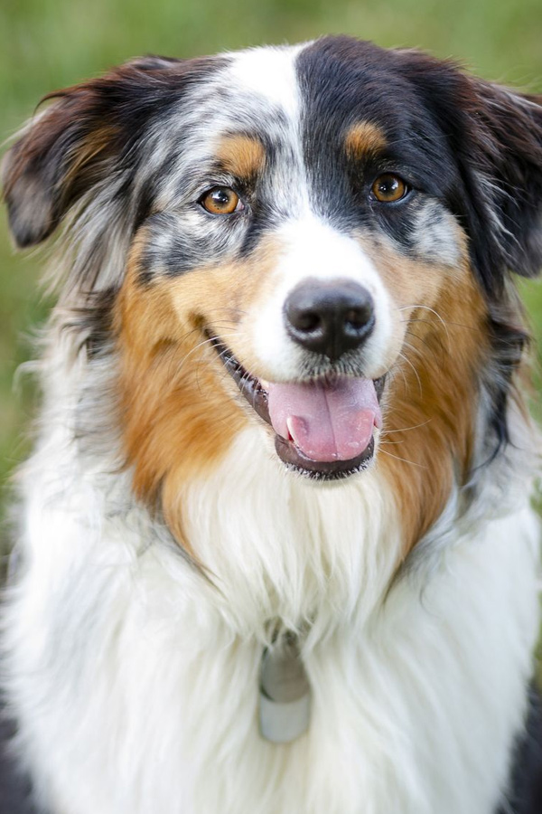 Australian-Shepherd.jpg 4