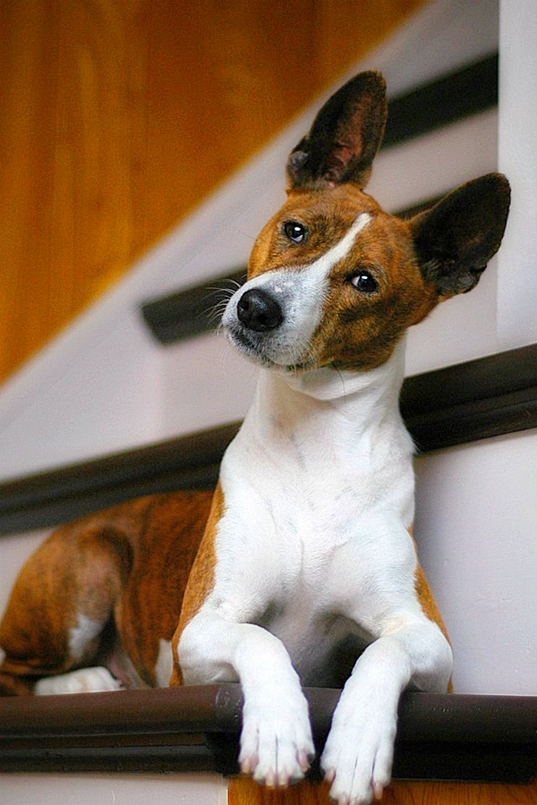 Basenji_0.jpg 31