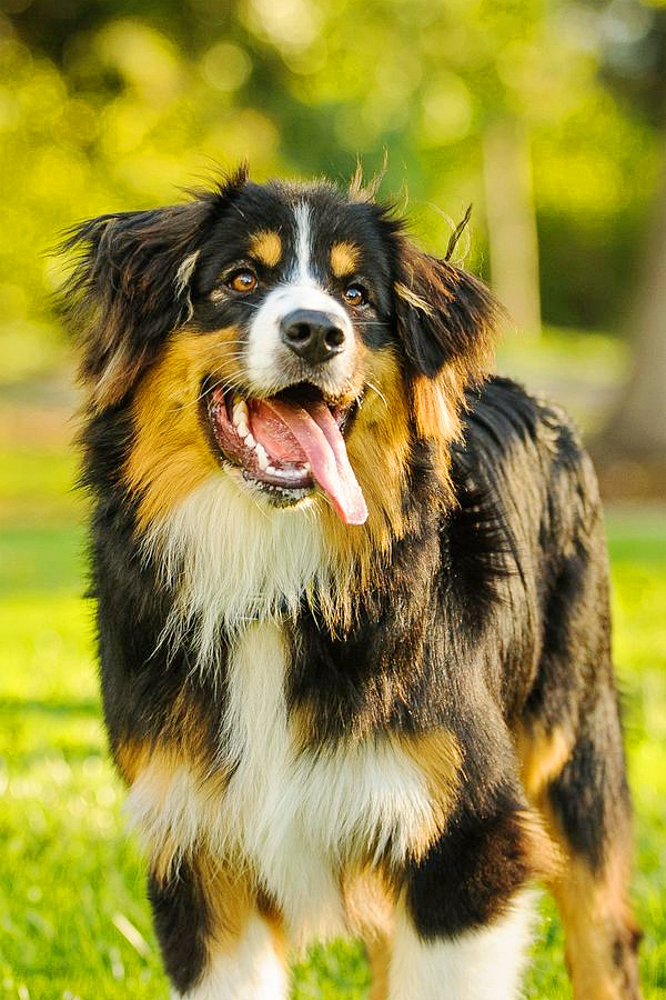 Bernese-Mountain-Dog.jpg 6