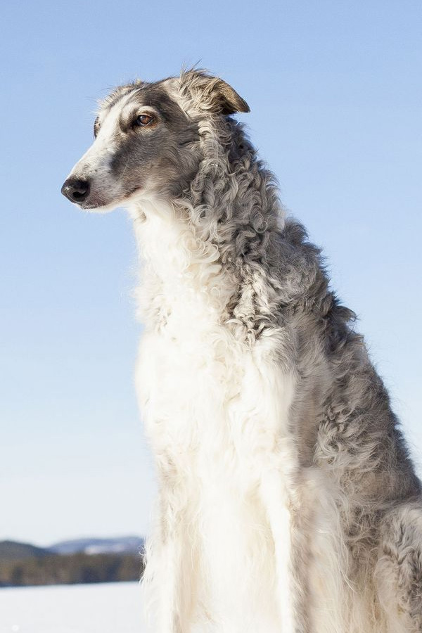 Borzoi.jpg 7
