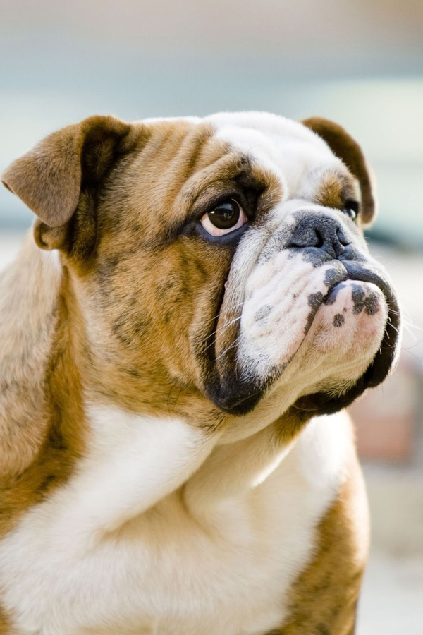 Bulldog.jpg 8