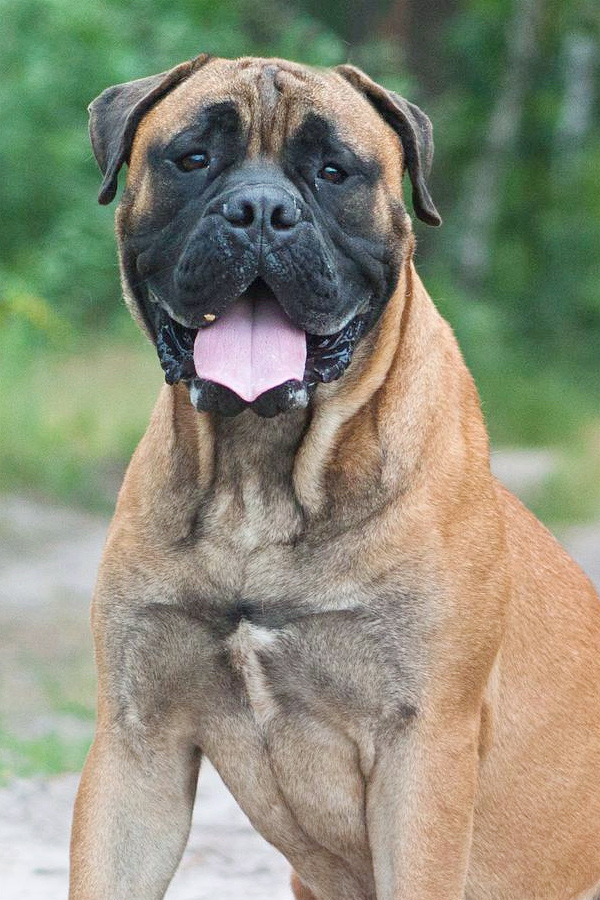 Bullmastiff.jpg 9