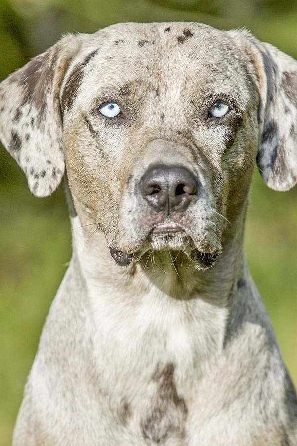 Catahoula-Leopard-Dog.jpg 10