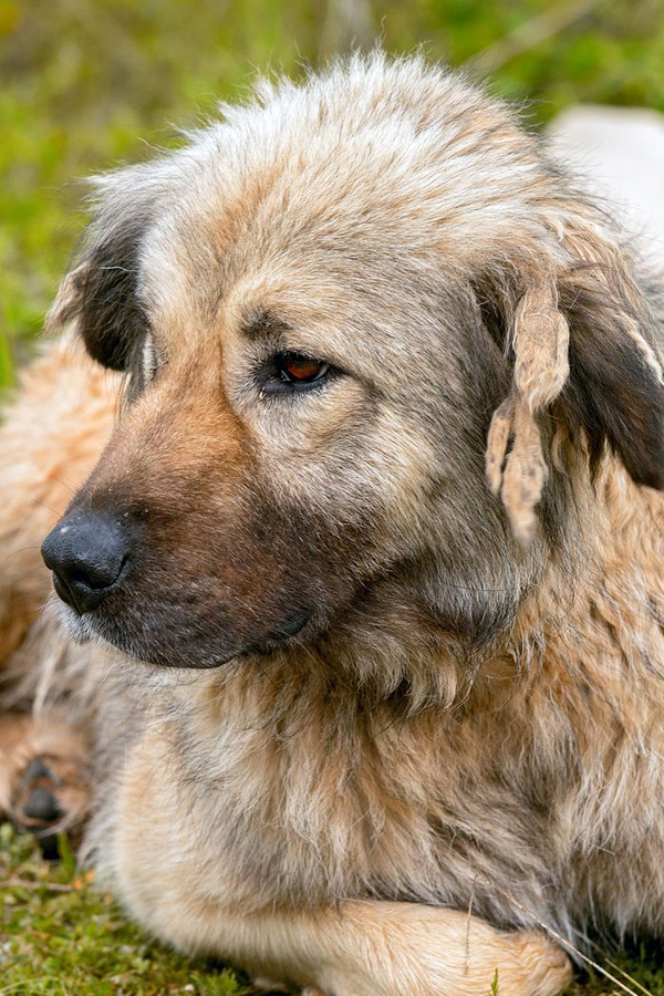 Caucasian-Shepherd-Dog.jpg 11