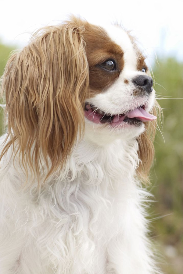 Cavalier-King-Charles-Spani.jpg 12