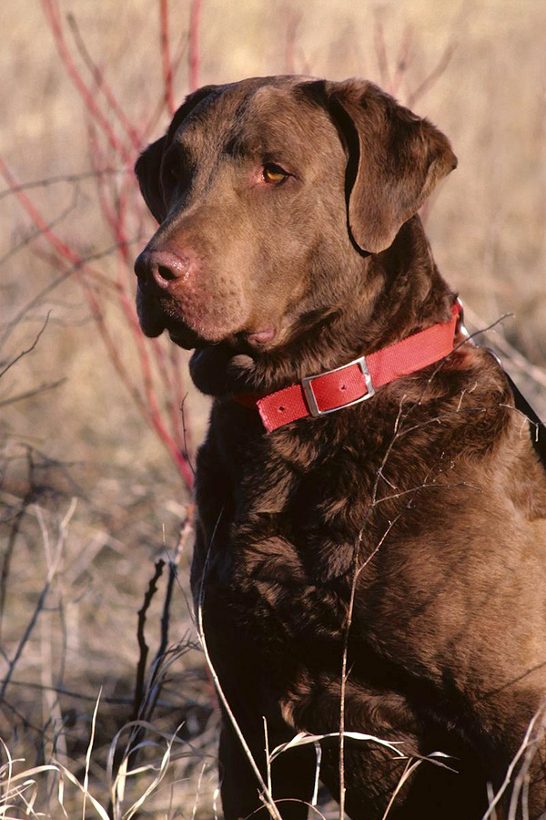 Chesapeake-Bay-Retrievers.jpg 13