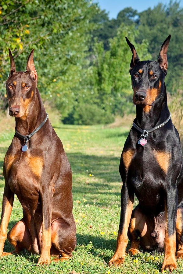 Doberman-Pinscher.jpg 14