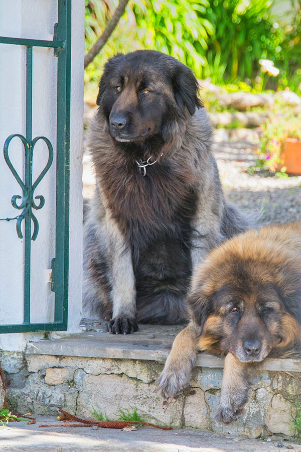 Estrela-Mountain-Dogs.jpg 15