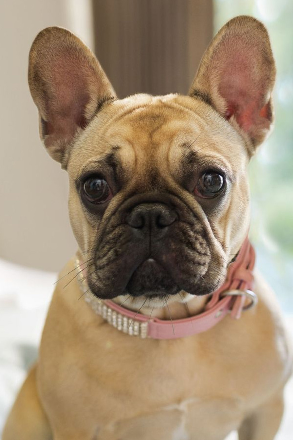 French-Bulldog.jpg 16