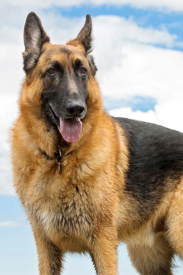 German-Shepherd.jpg 17