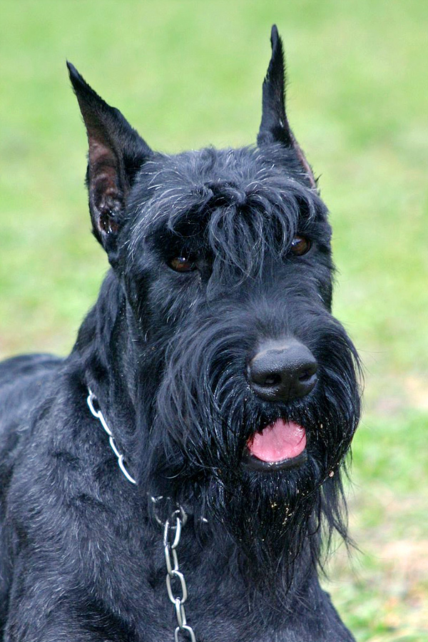 Giant-Schnauzer.jpg 18
